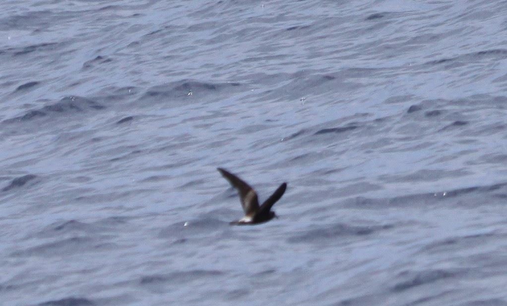 Leach's Storm-Petrel - ML63729651