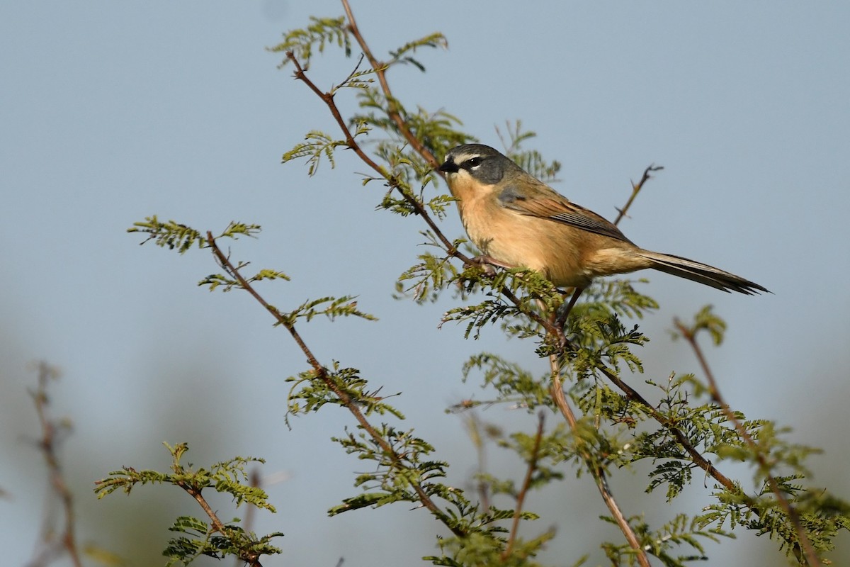 Long-tailed Reed Finch - ML637296569