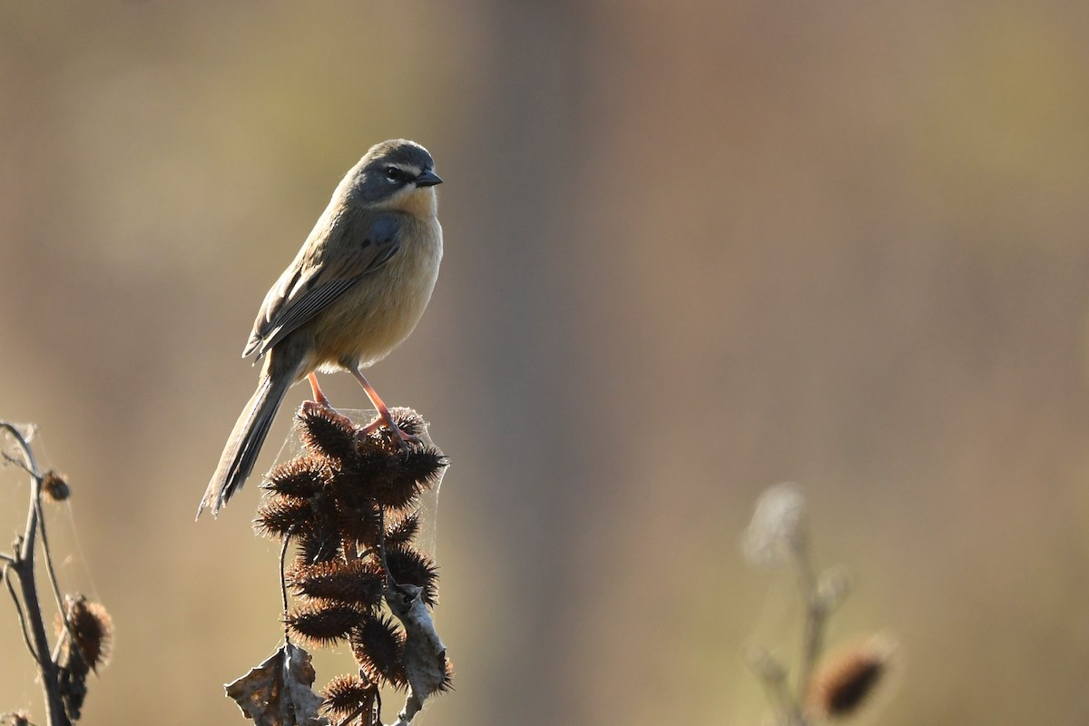 Long-tailed Reed Finch - ML637296570