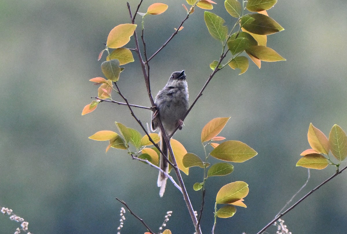Himalayan Prinia - ML637296583