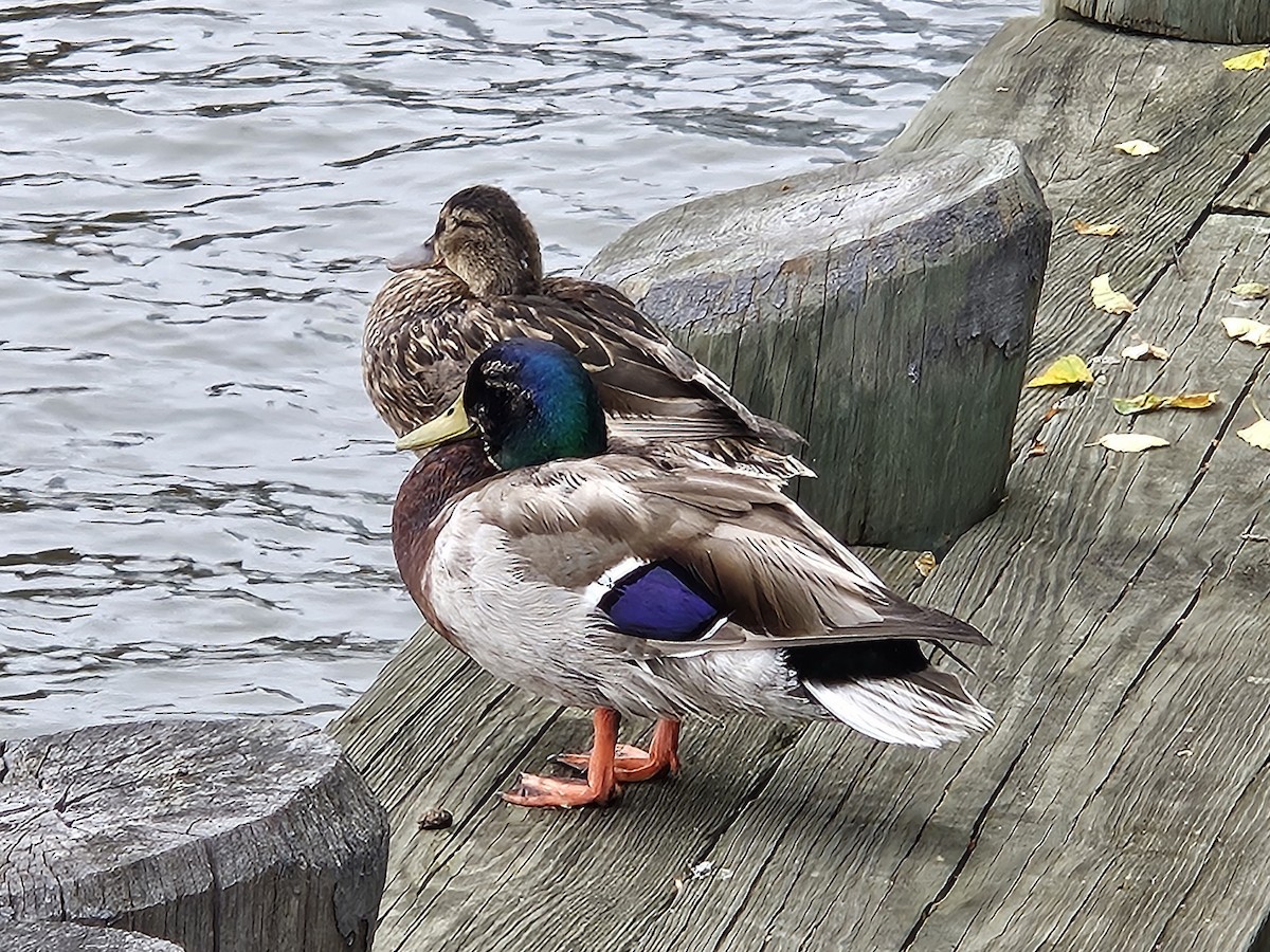 Stockente - ML637296593