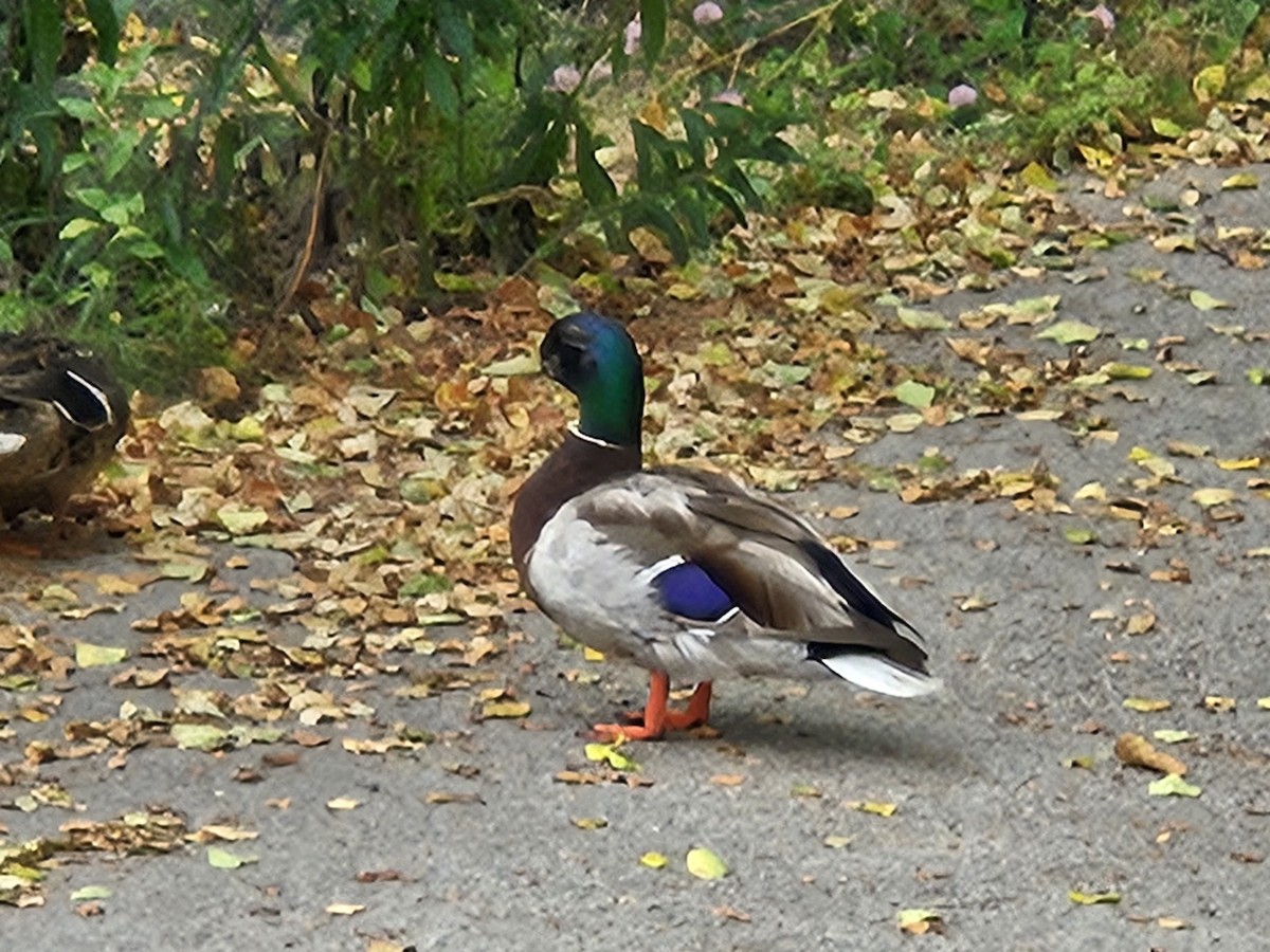 Stockente - ML637296594