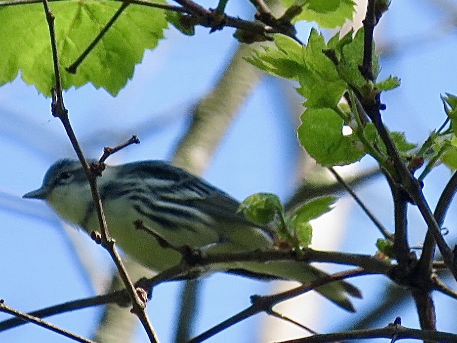 Cerulean Warbler - ML637296597