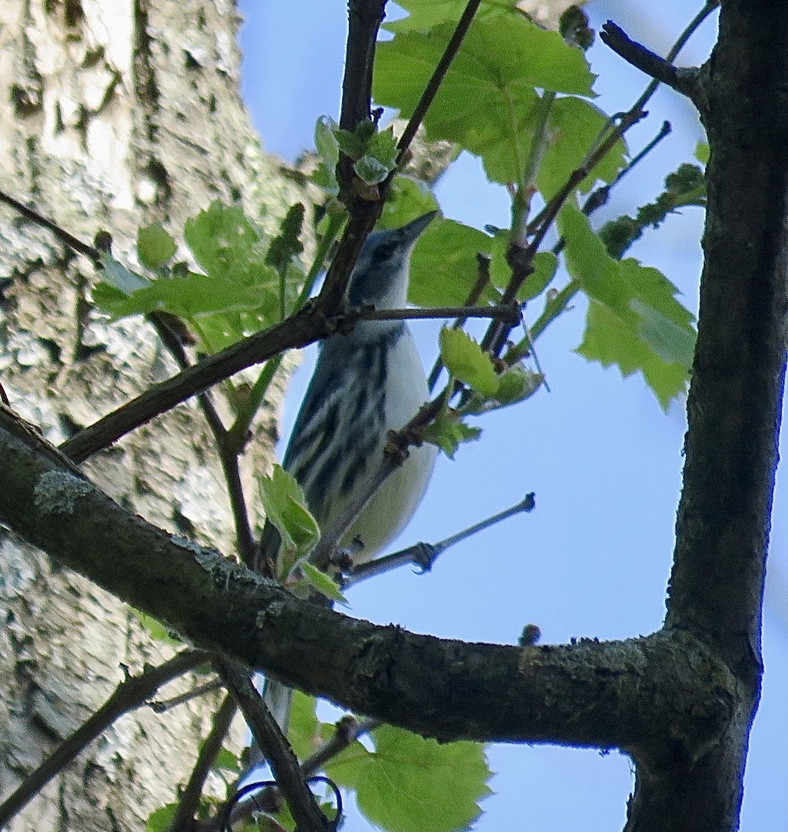 Cerulean Warbler - ML637296598