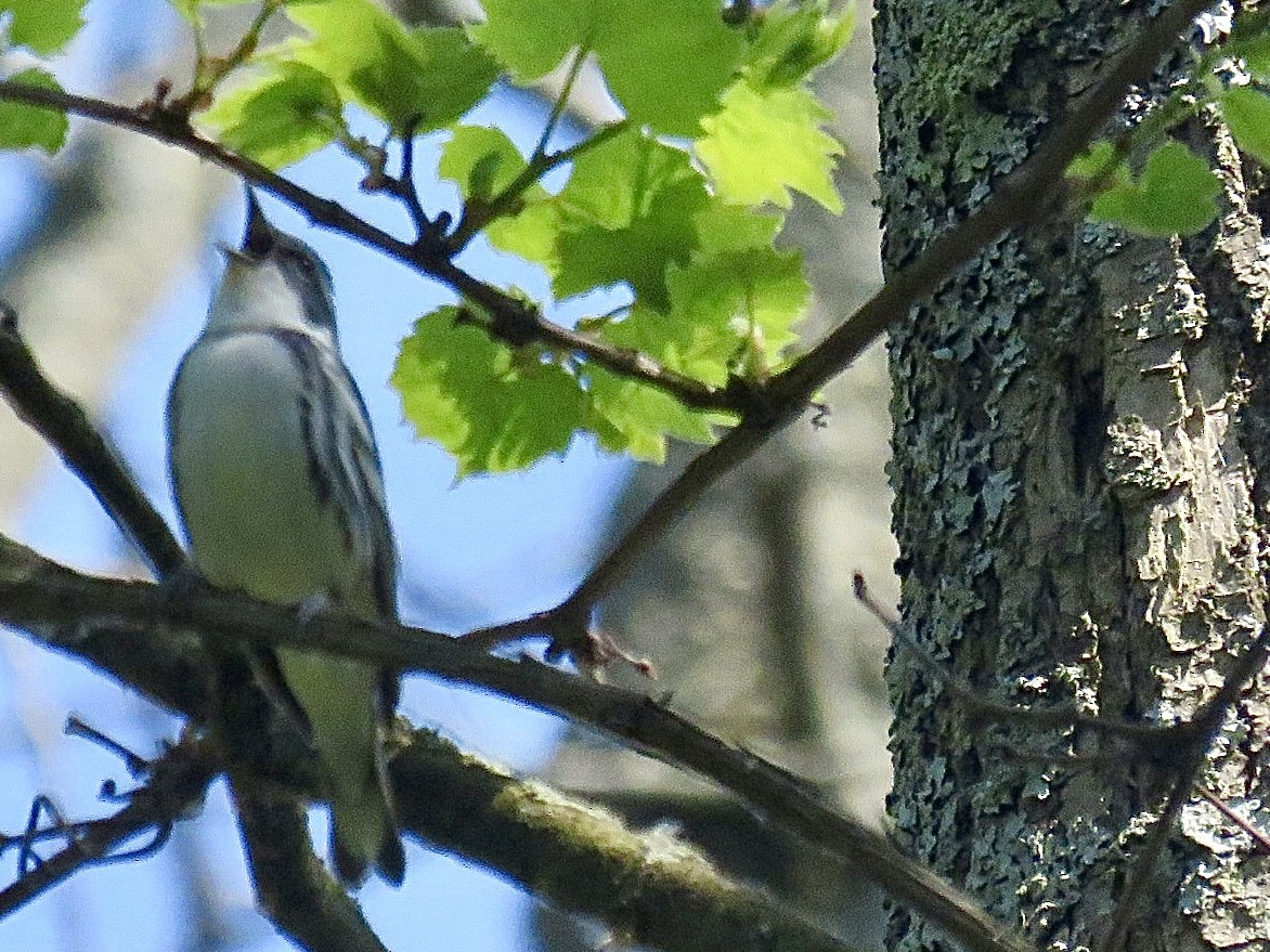 Cerulean Warbler - ML637296599