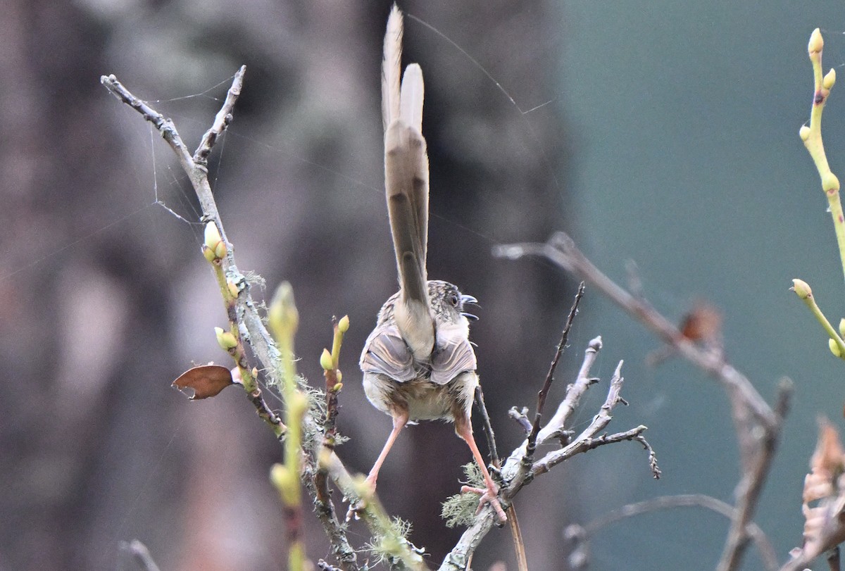 Himalayan Prinia - ML637296725