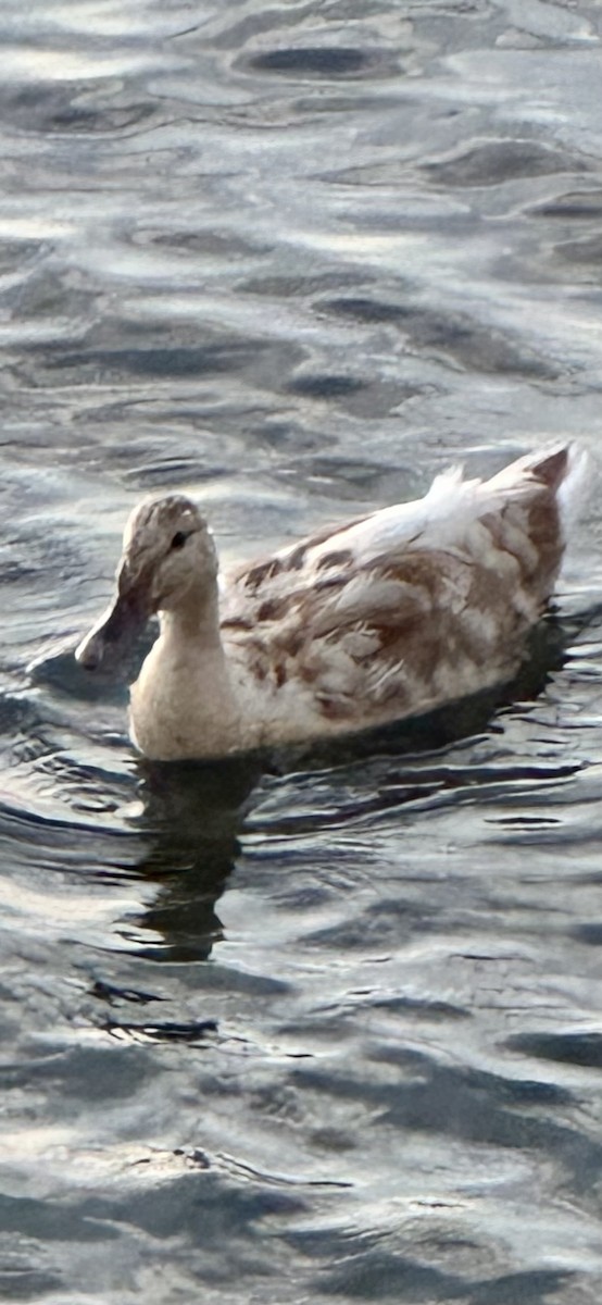 Mallard x Mottled Duck (hybrid) - ML637296731