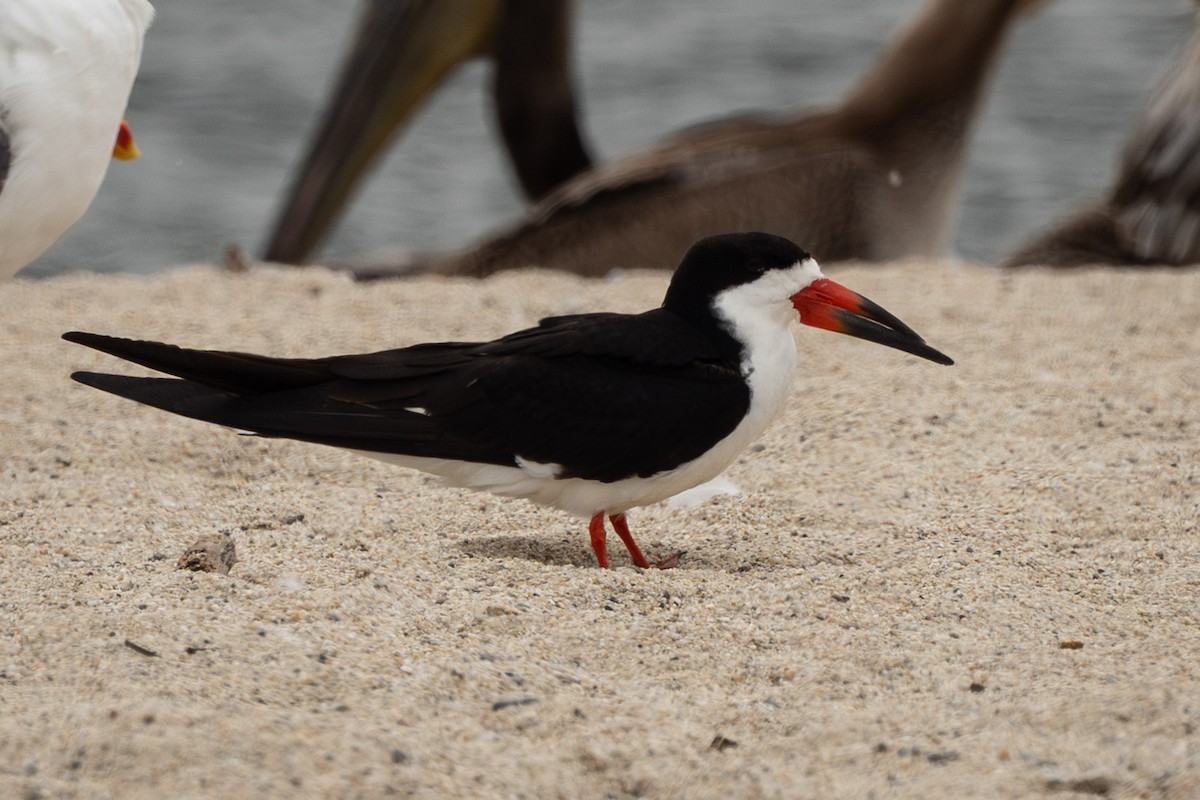 Black Skimmer - ML637296755
