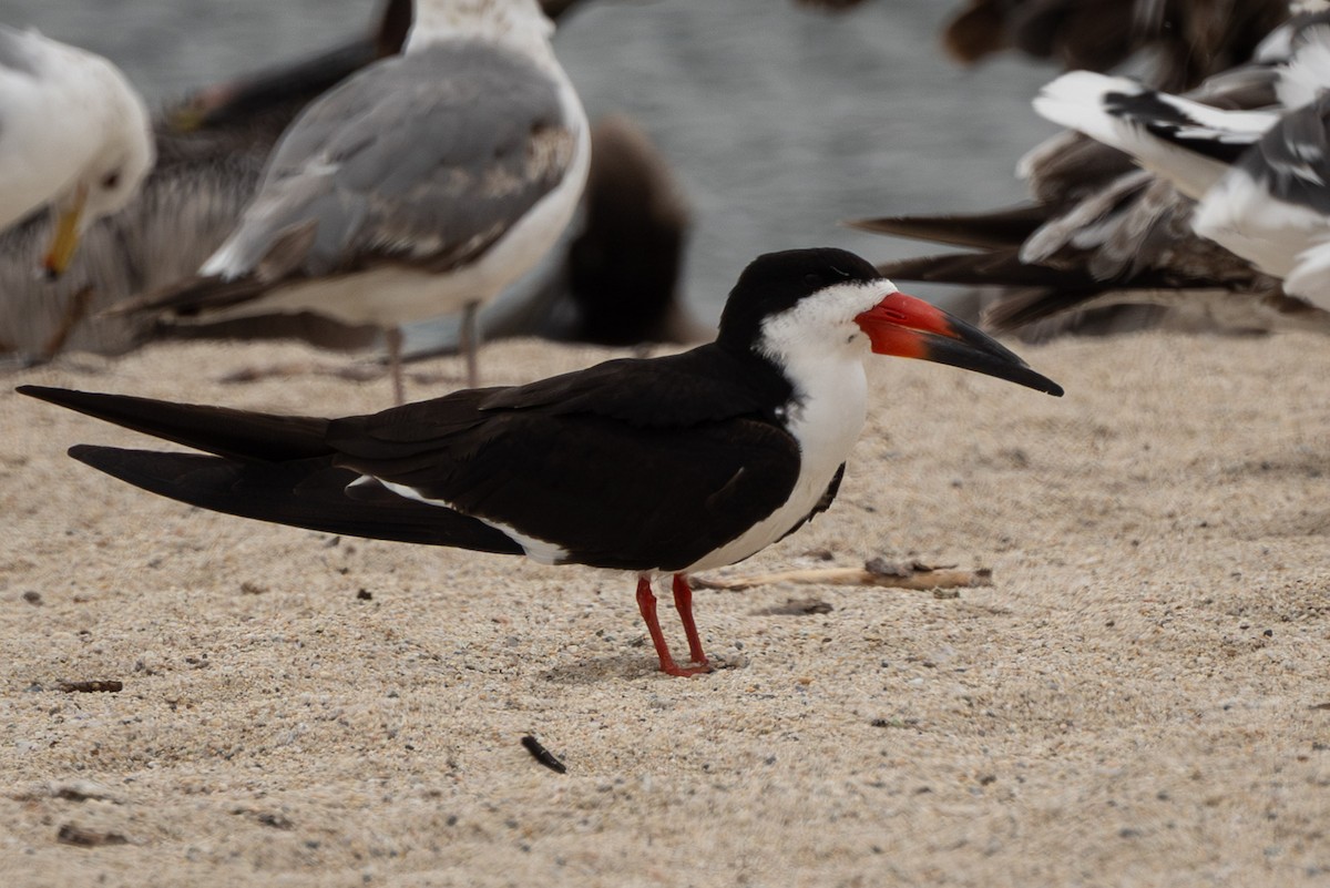 Black Skimmer - ML637296759