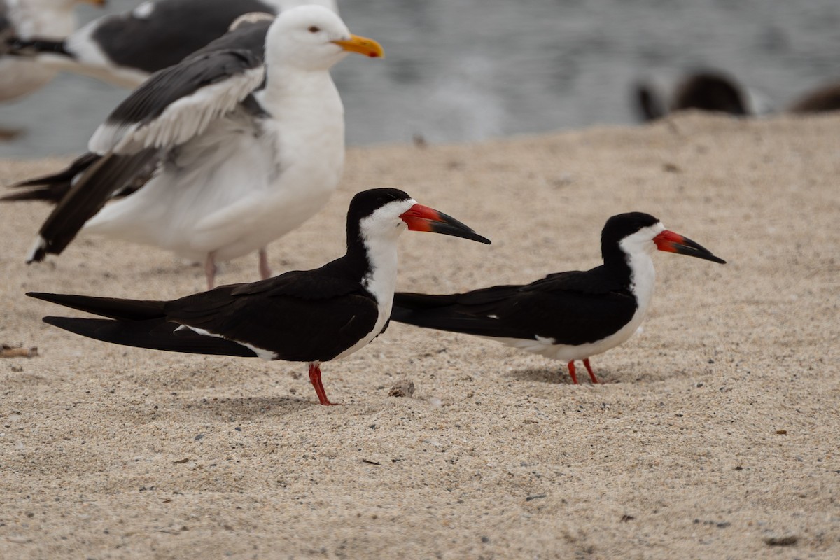 Black Skimmer - ML637296771