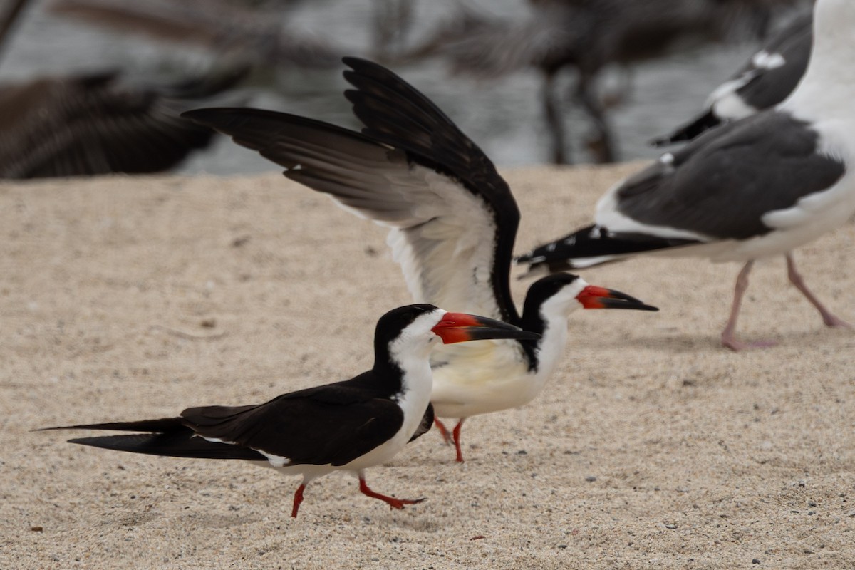 Black Skimmer - ML637296778