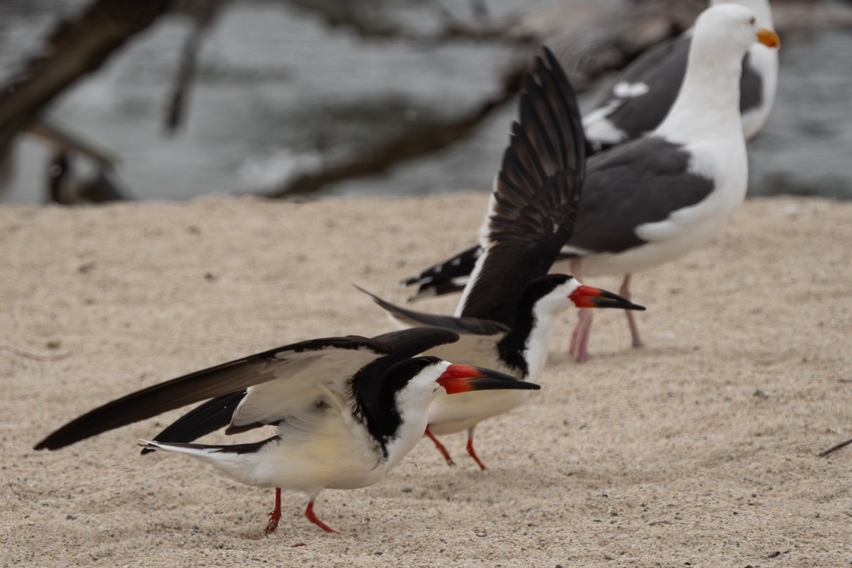 Black Skimmer - ML637296780