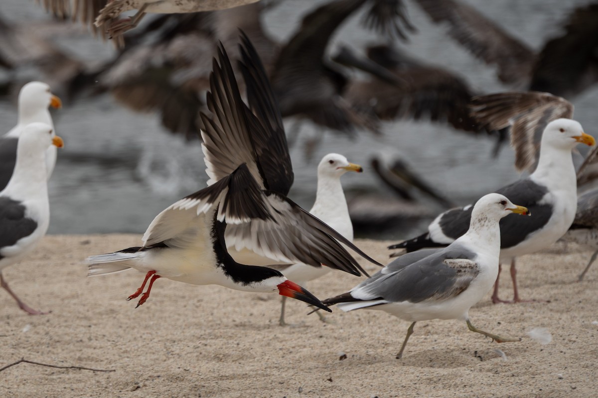 Black Skimmer - ML637296786
