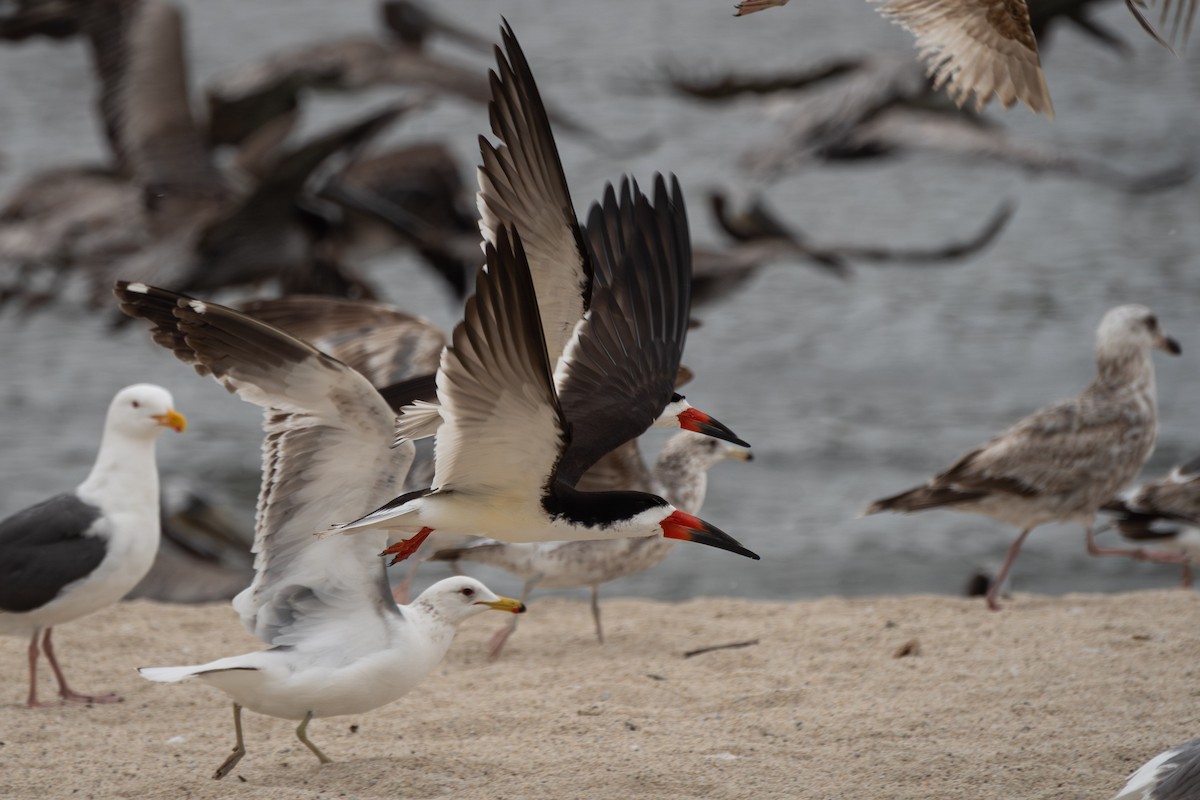Black Skimmer - ML637296795