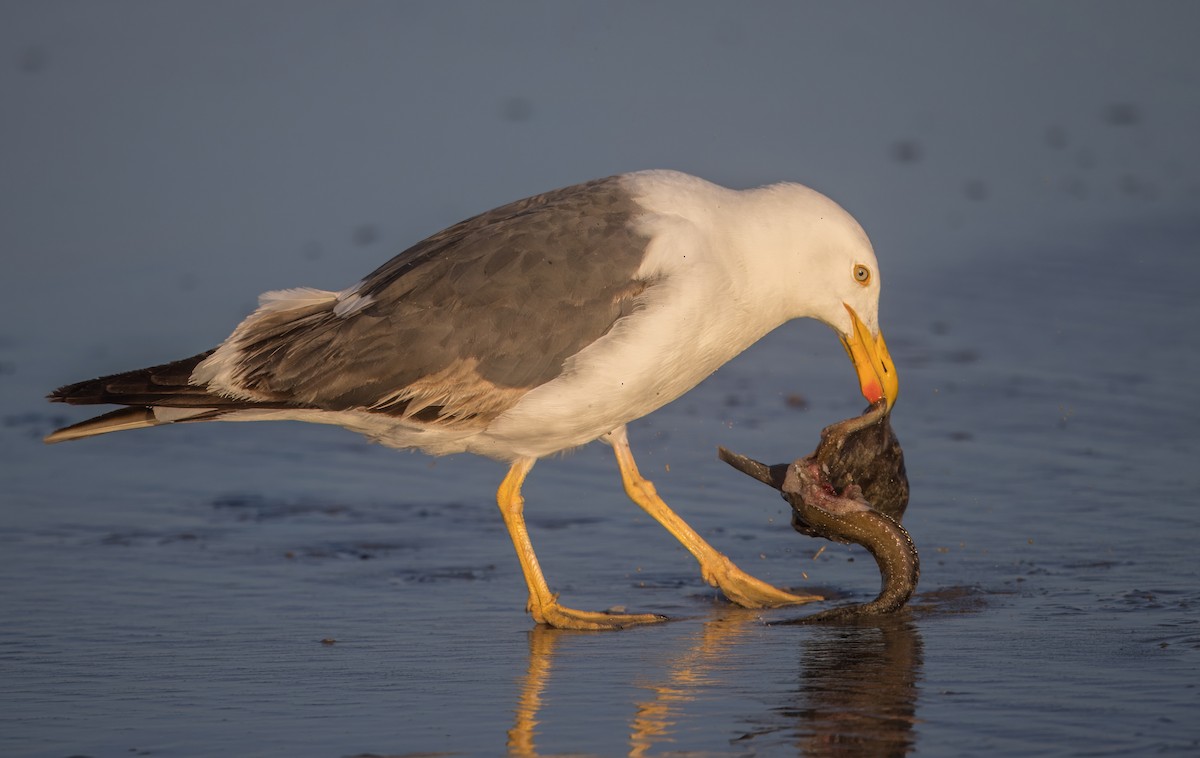 Yellow-footed Gull - ML637296799
