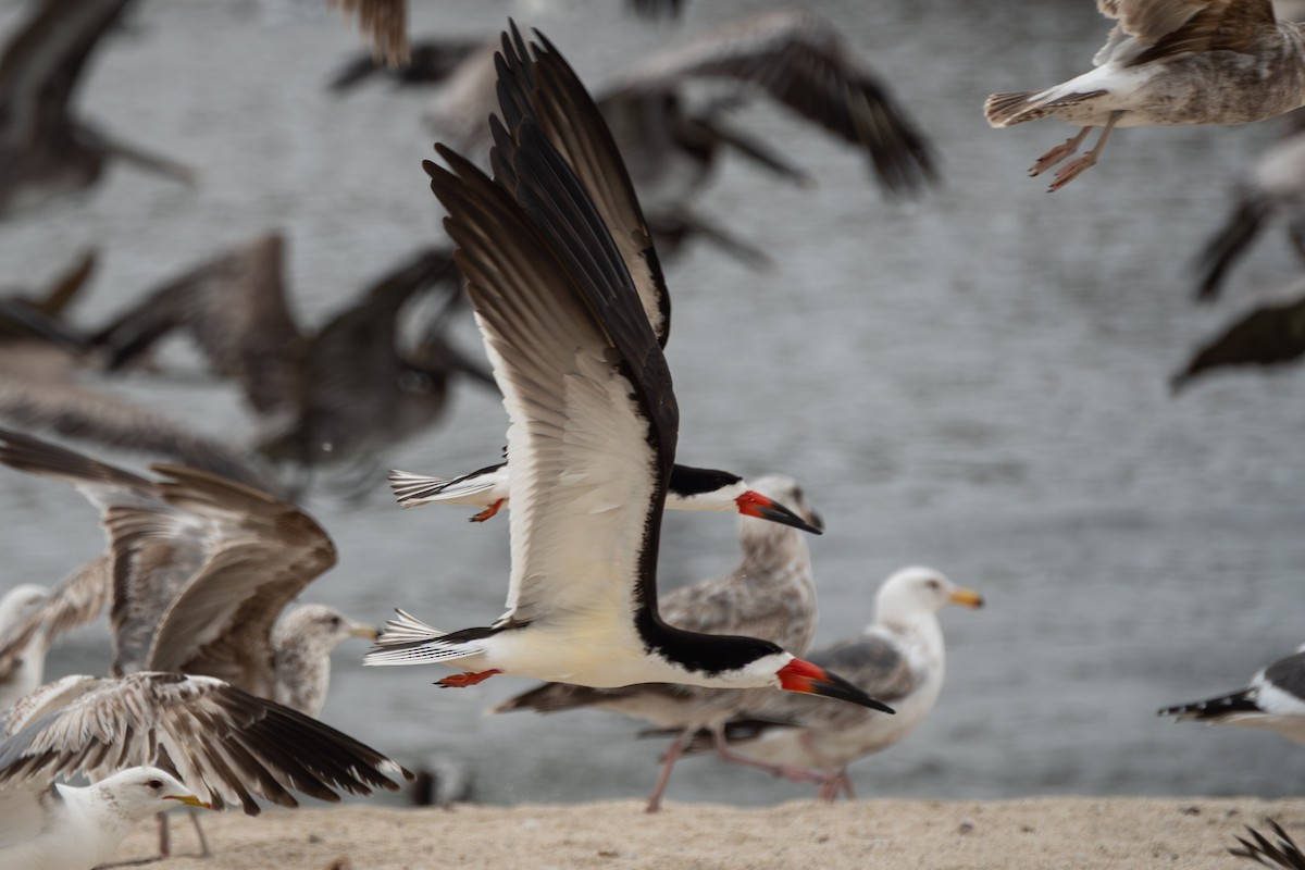 Black Skimmer - ML637296800
