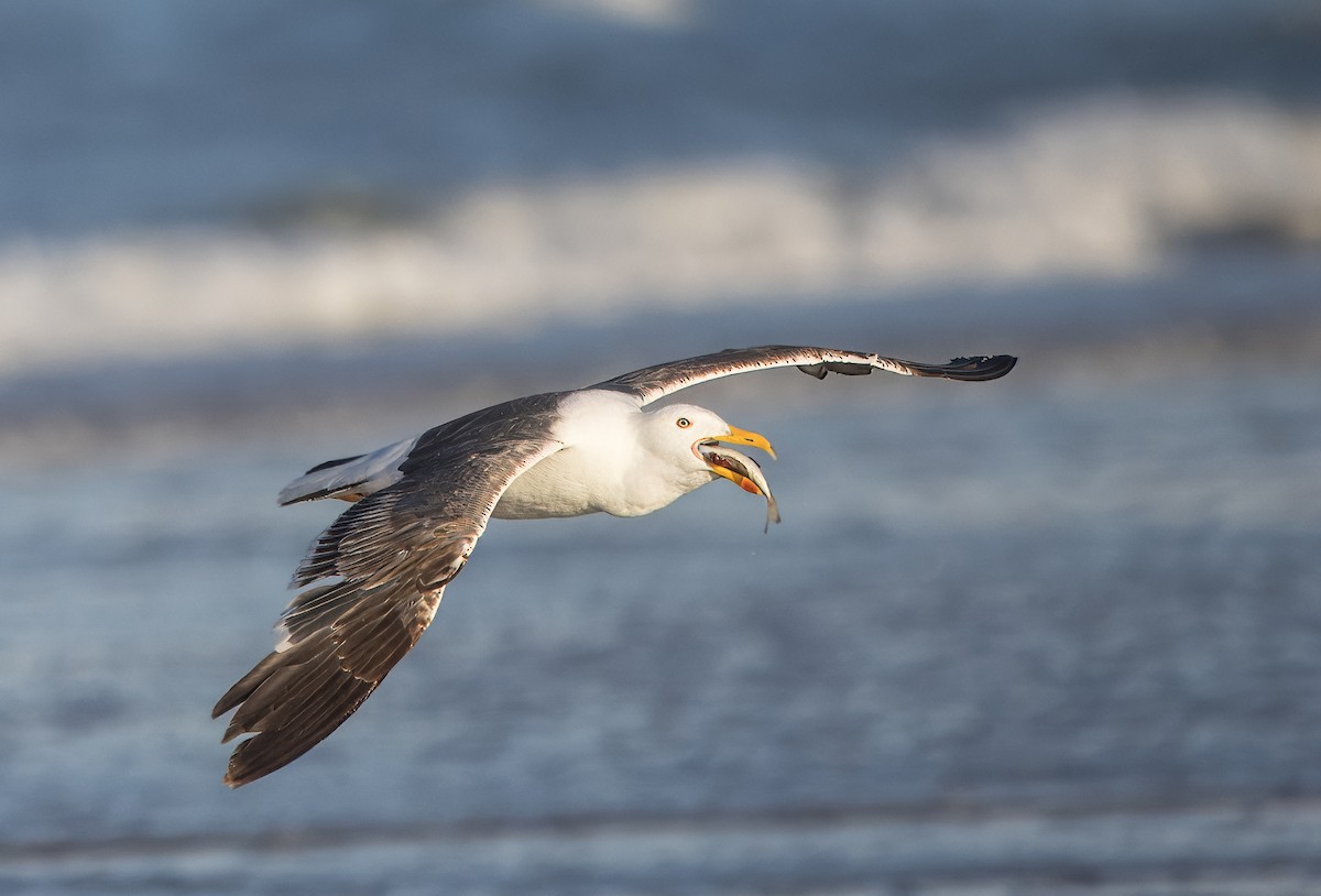 Yellow-footed Gull - ML637296801