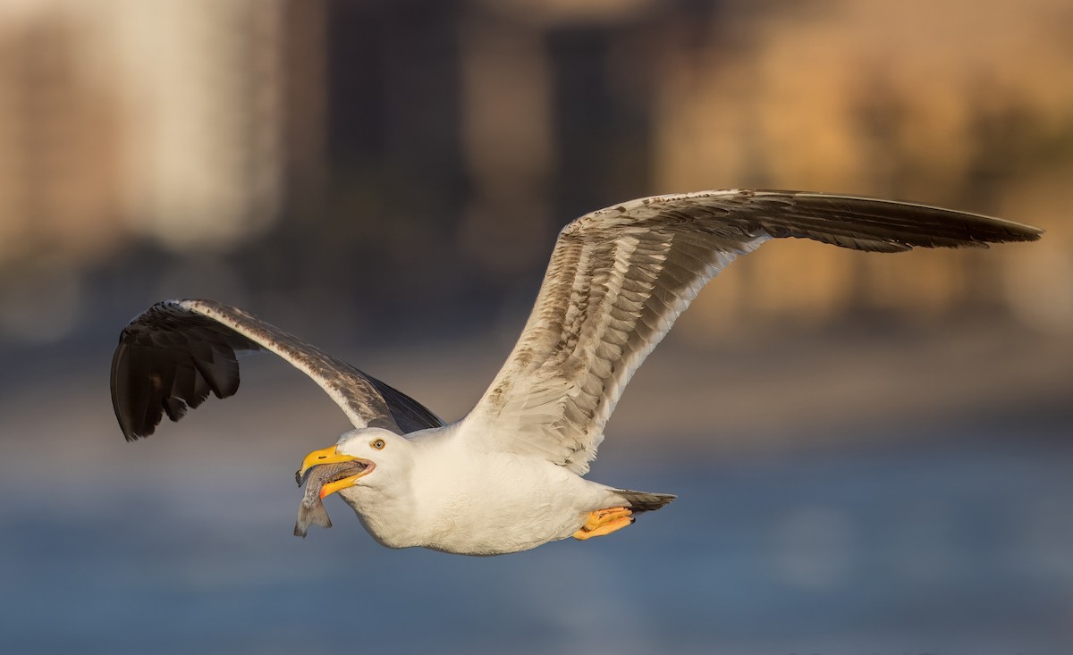 Yellow-footed Gull - ML637296802