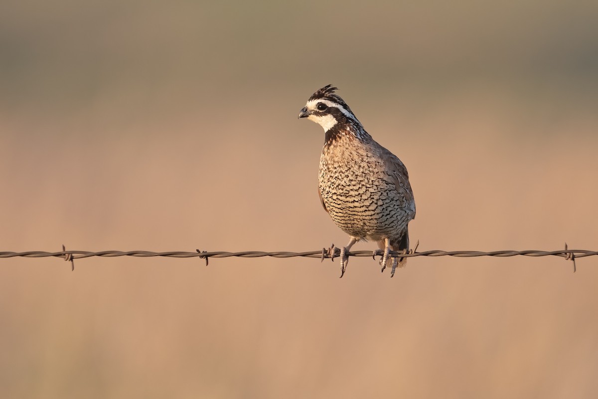 křepel virginský - ML637296805