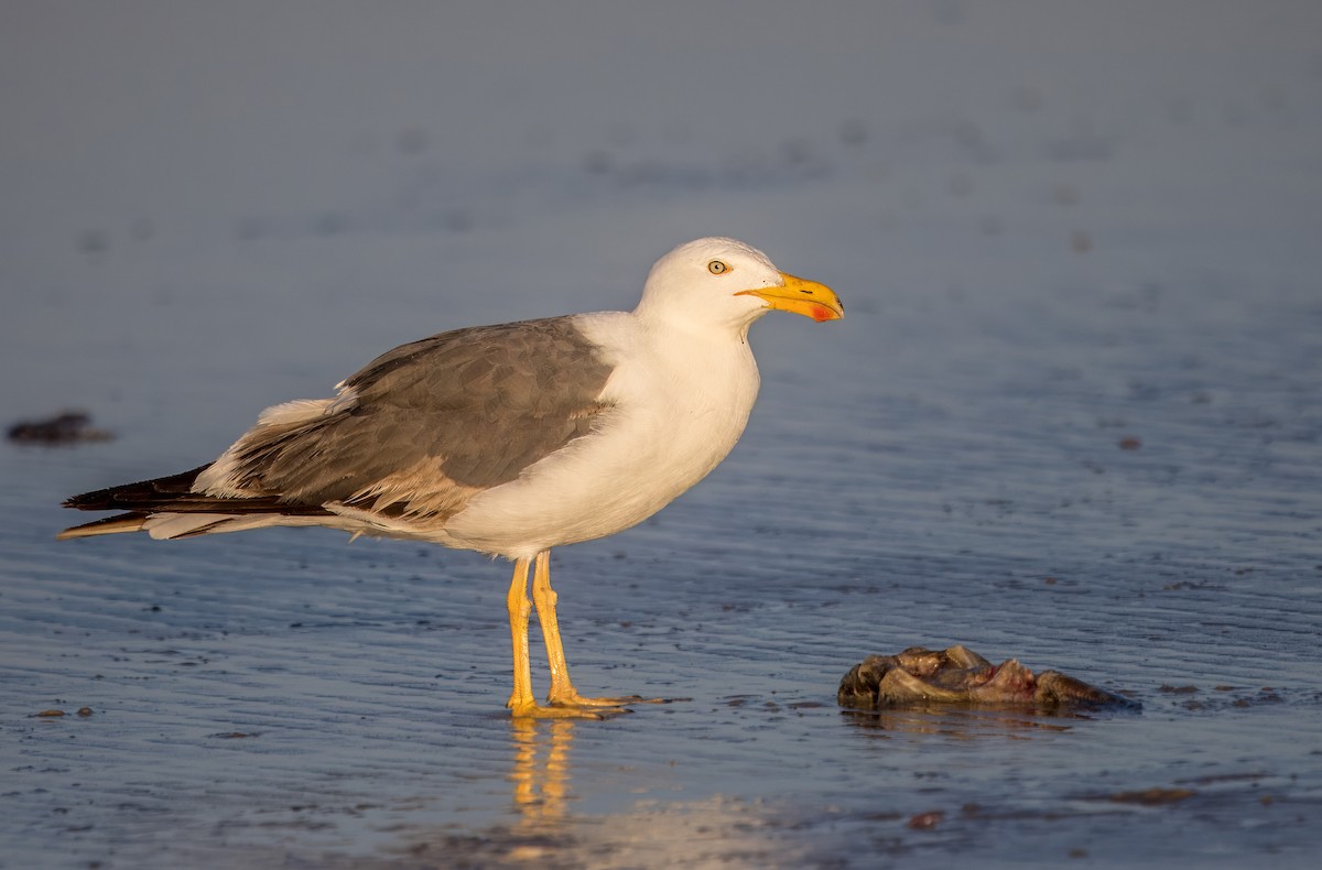 Yellow-footed Gull - ML637296808
