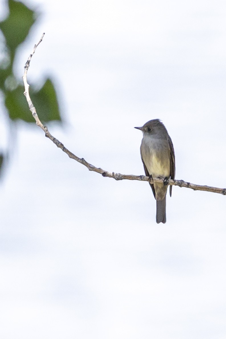 Western Wood-Pewee - ML637296867