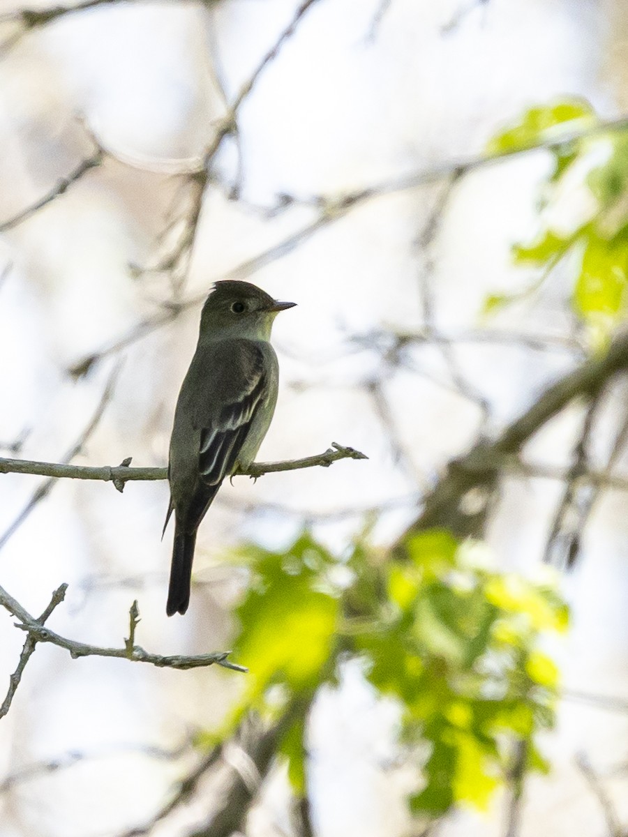 Western Wood-Pewee - ML637296868