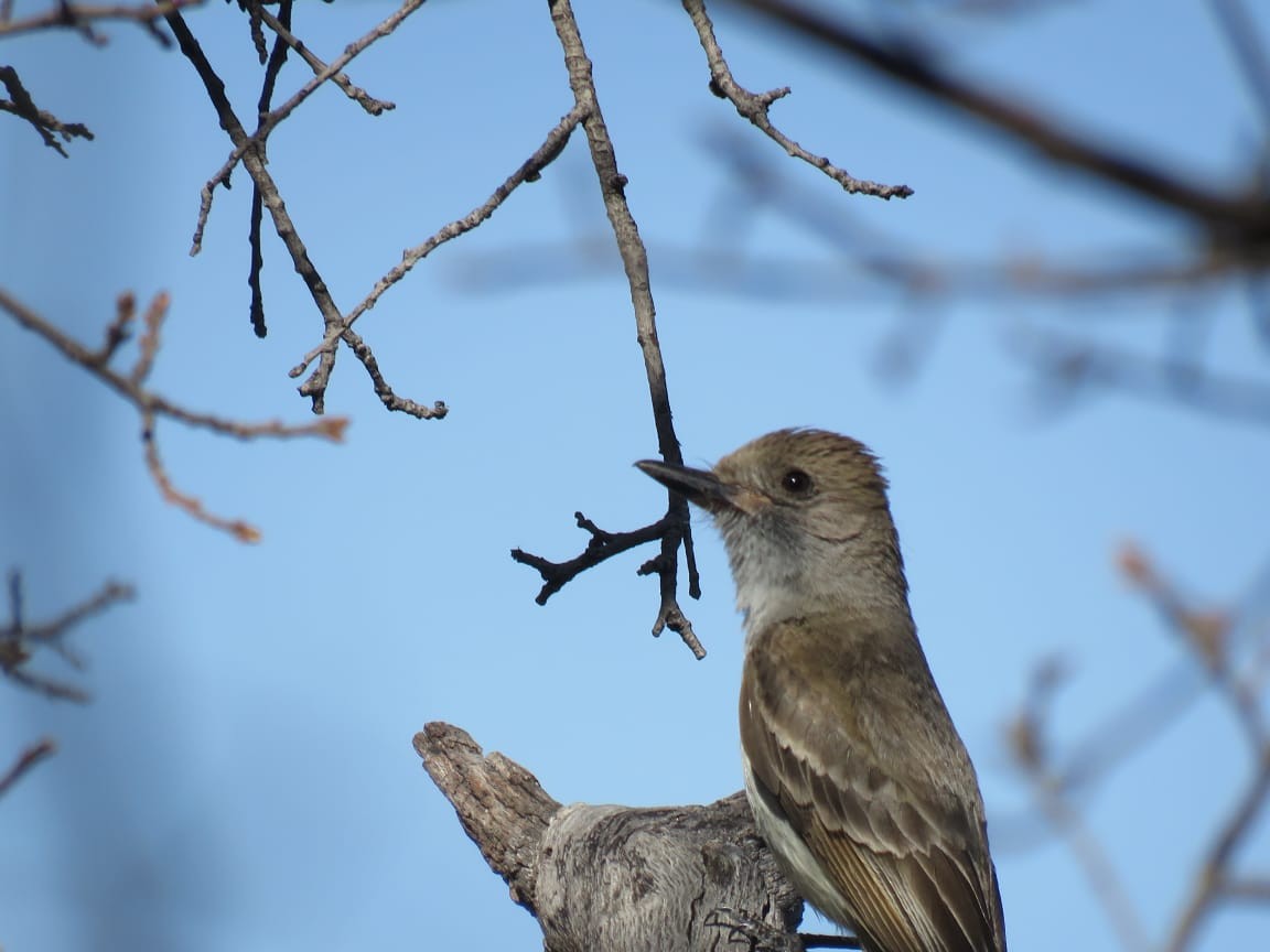 Nutting's Flycatcher - ML637296910