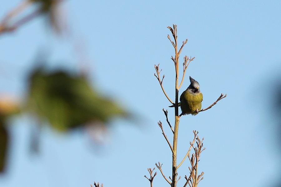 Crested Finchbill - ML637296912