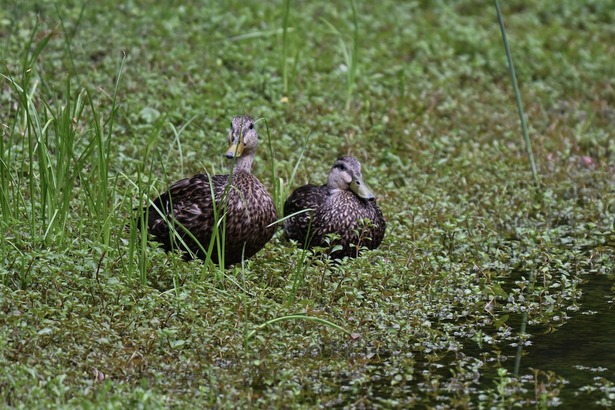 Mallard x Mottled Duck (hybrid) - ML637296924