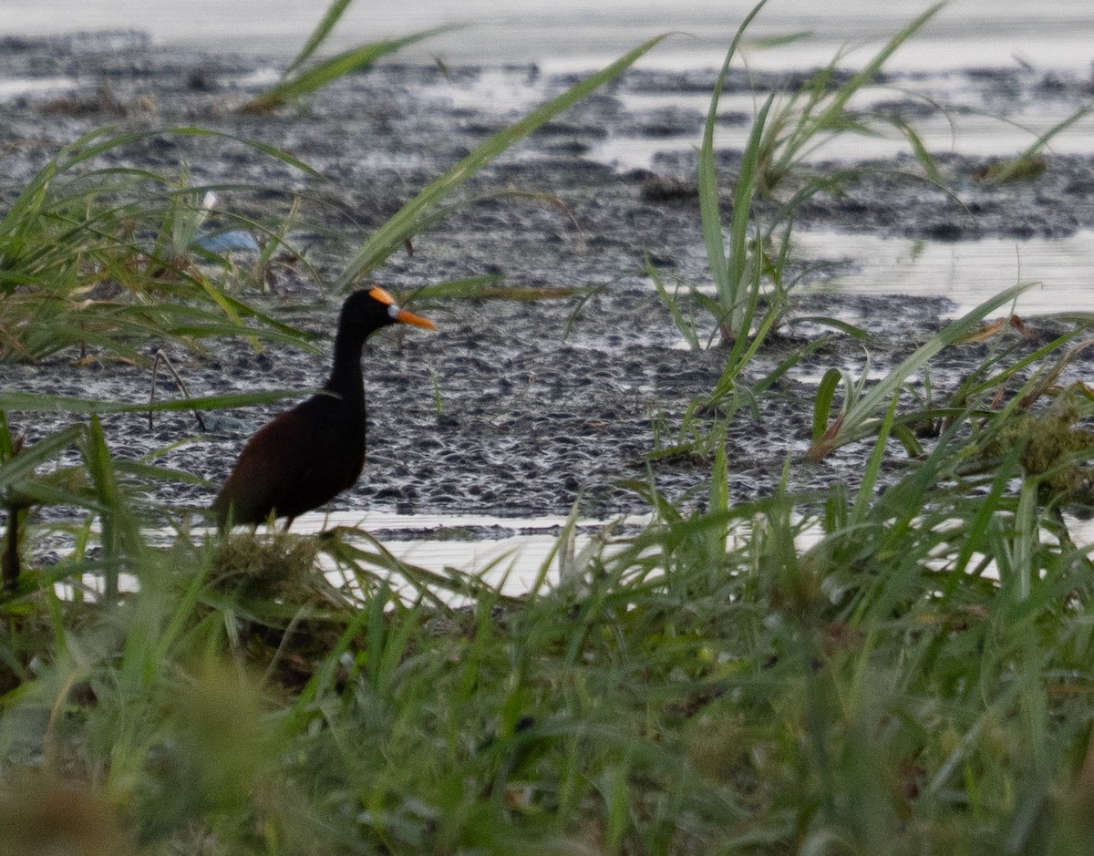 Northern Jacana - ML637296931