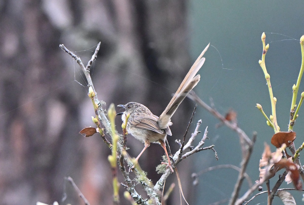 Himalayan Prinia - ML637296937