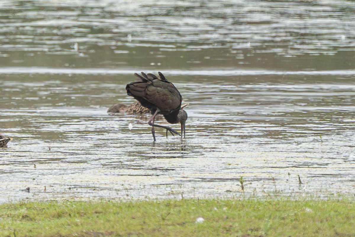 White-faced Ibis - ML637296965