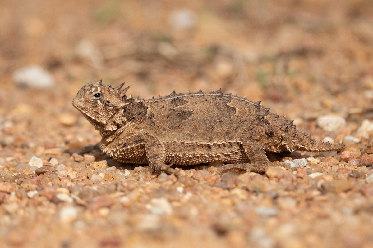Texas Horned Lizard - ML637296997