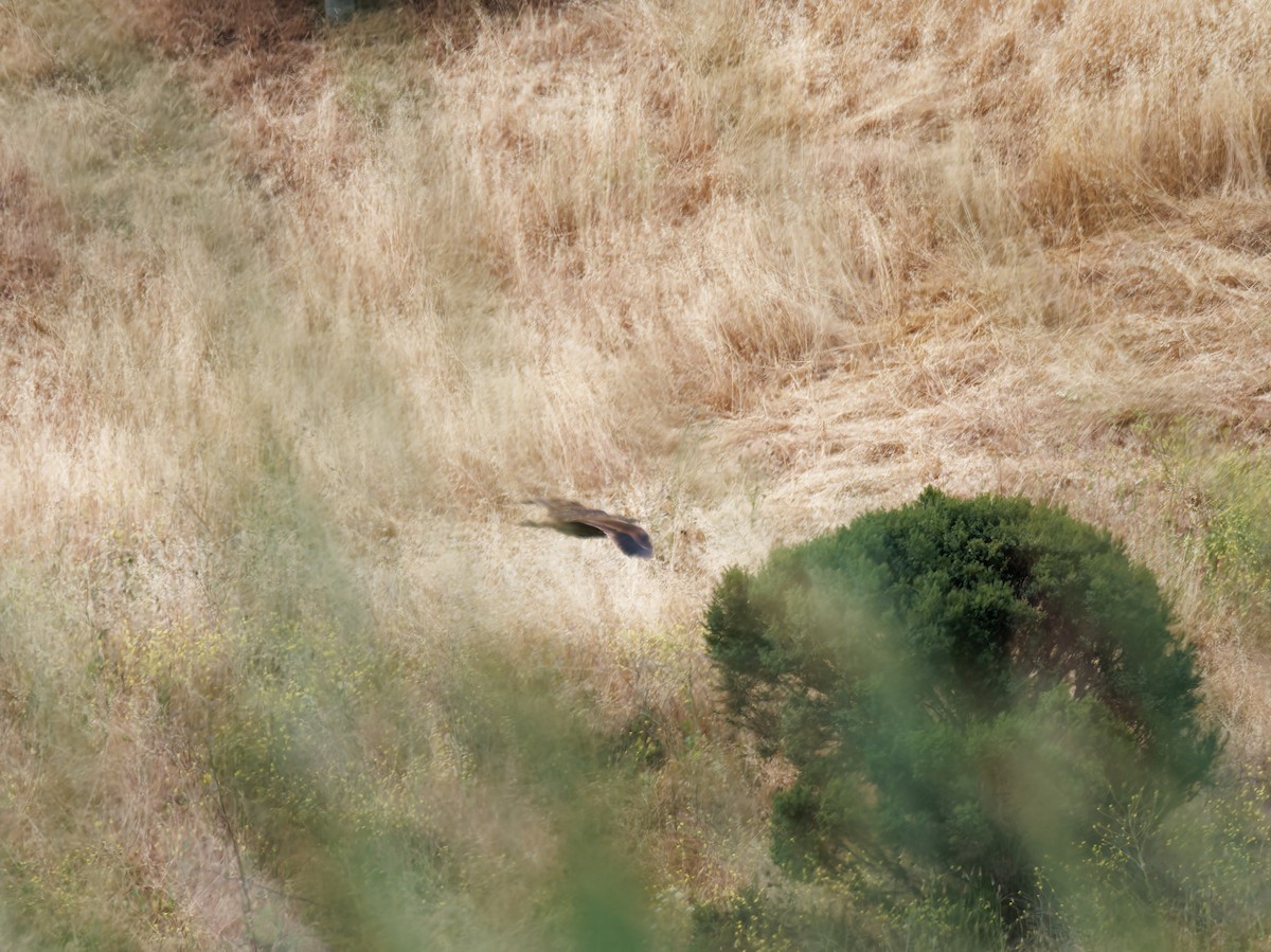 American Bittern - Rodrigo Dueñas
