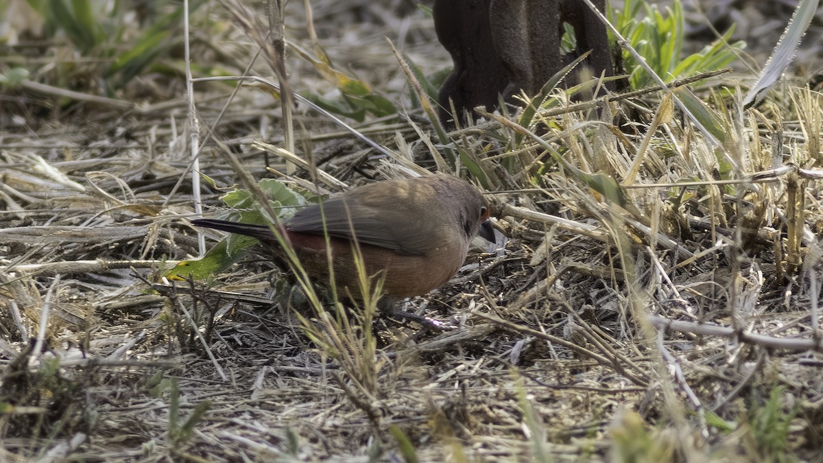 Jameson's Firefinch - ML637297020
