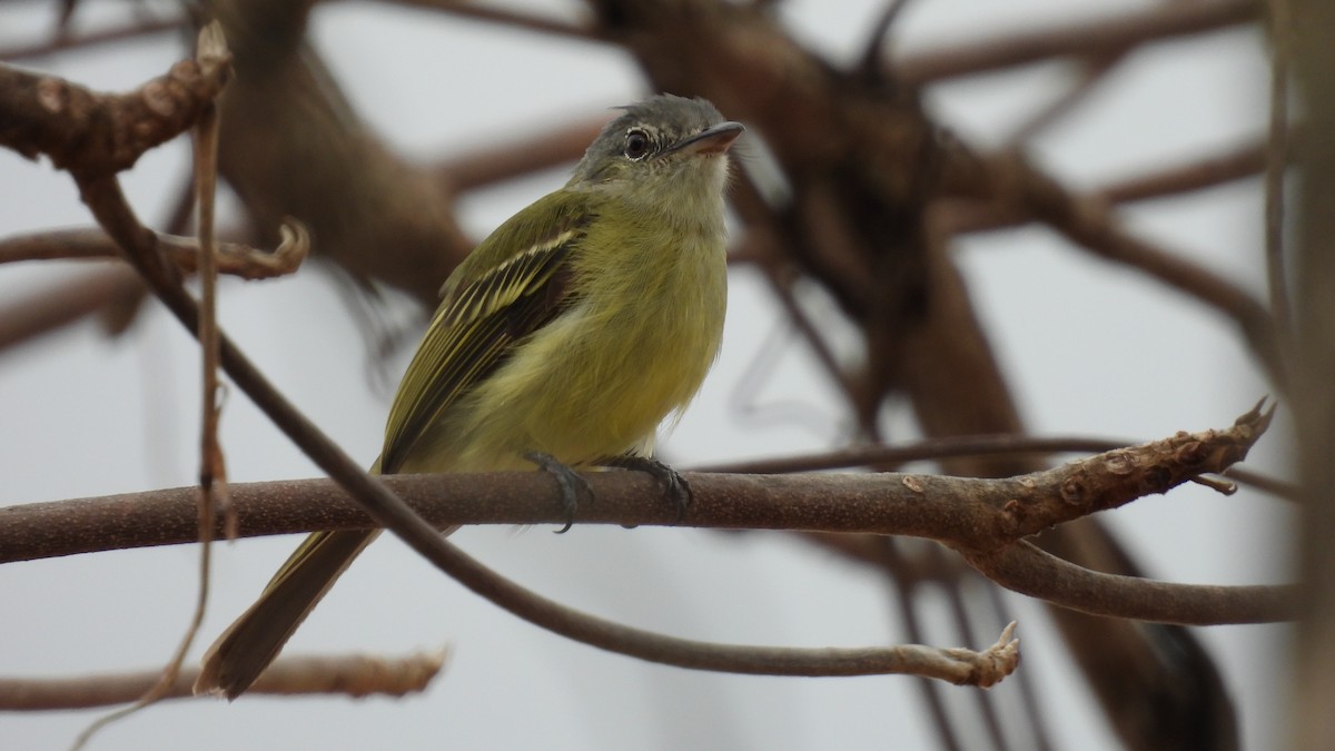 Yellow-olive Flatbill - ML637297055