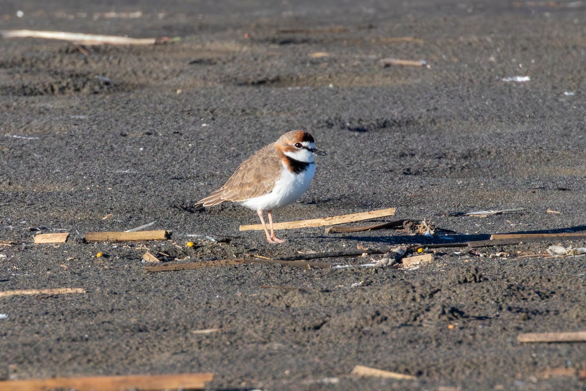Collared Plover - ML637297086