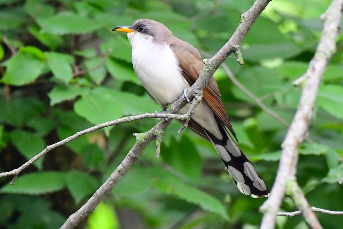 Yellow-billed Cuckoo - ML637297097
