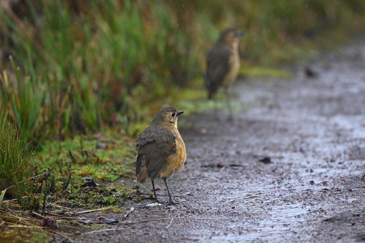 Tawny Antpitta - ML637297137