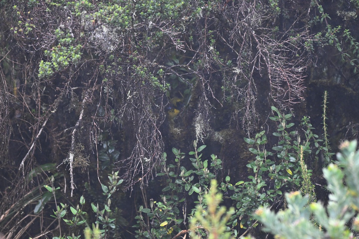 Masked Mountain Tanager - ML637297144