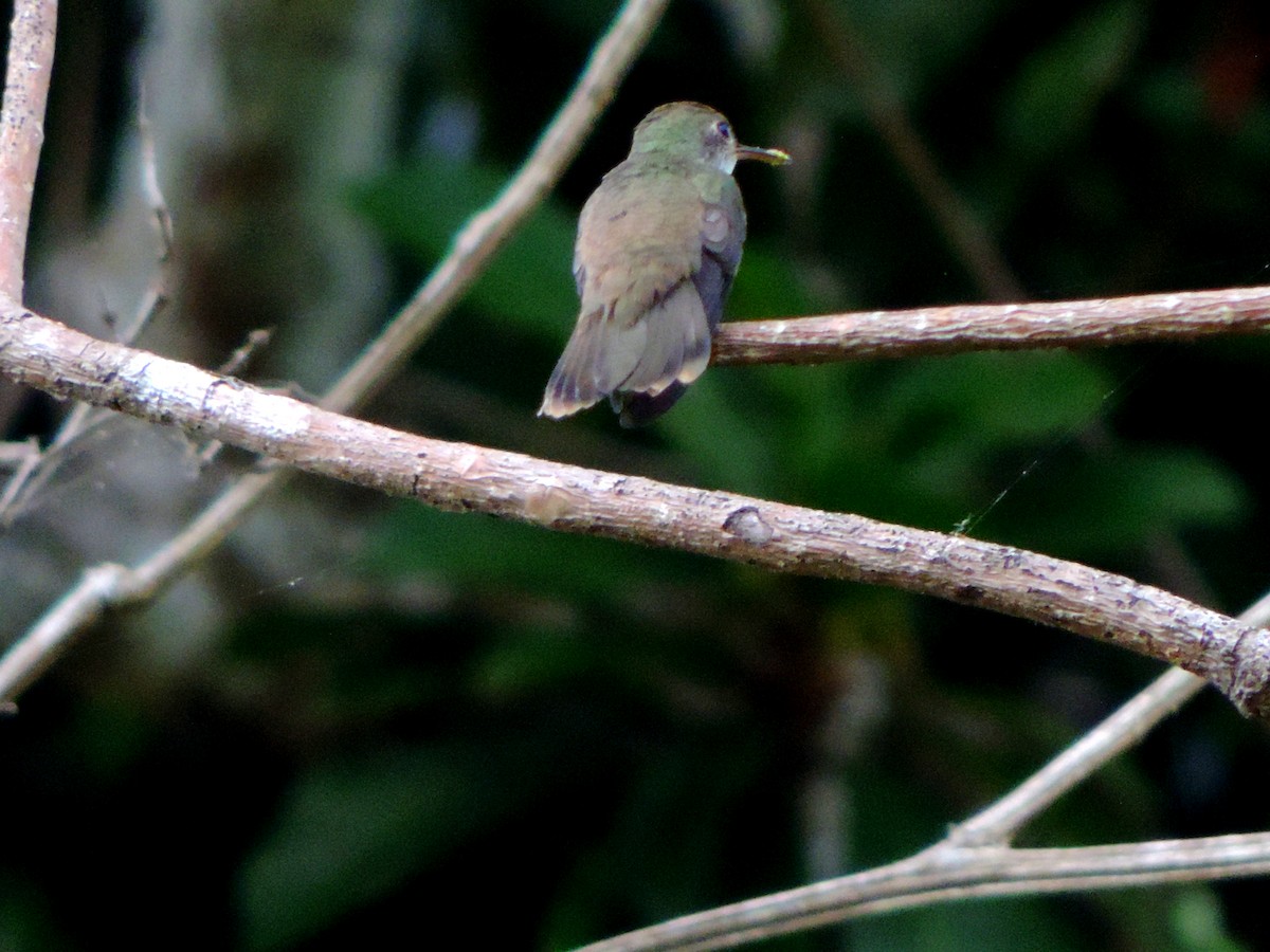 White-bellied Emerald - ML637297198