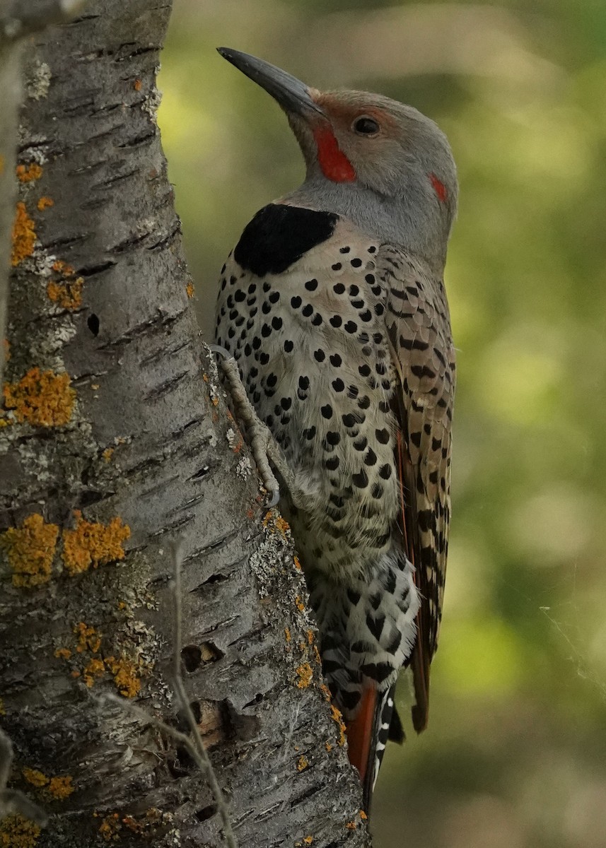 Pic flamboyant - ML637297335