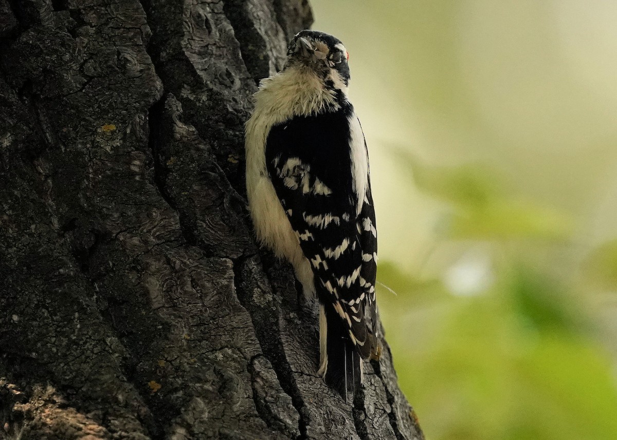 Downy Woodpecker - ML637297338
