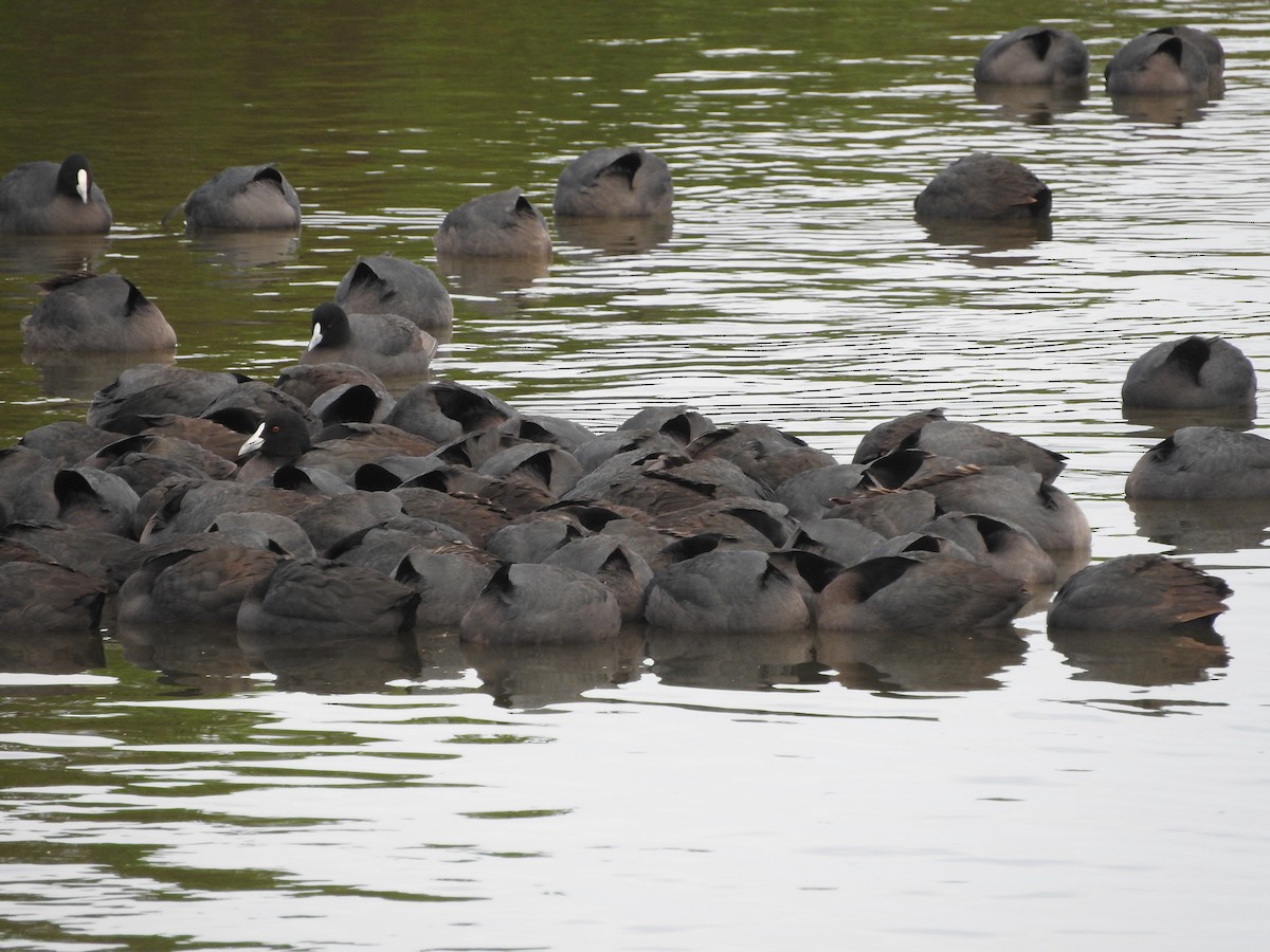 Eurasian Coot - ML63729741