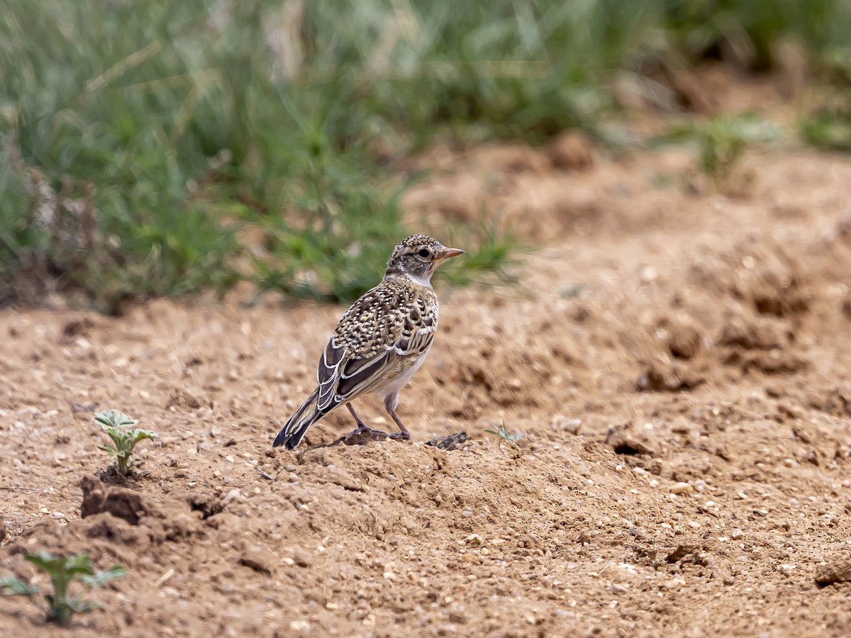 Horned Lark - ML637297434