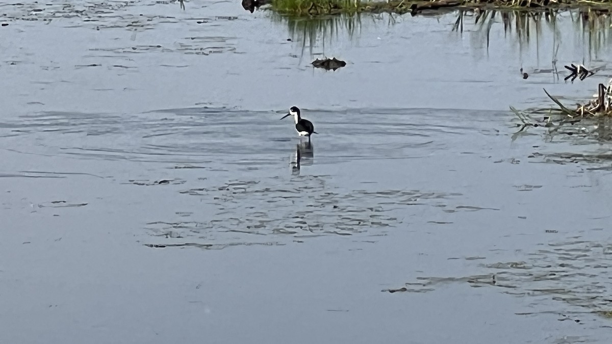 Black-necked Stilt - ML637297498