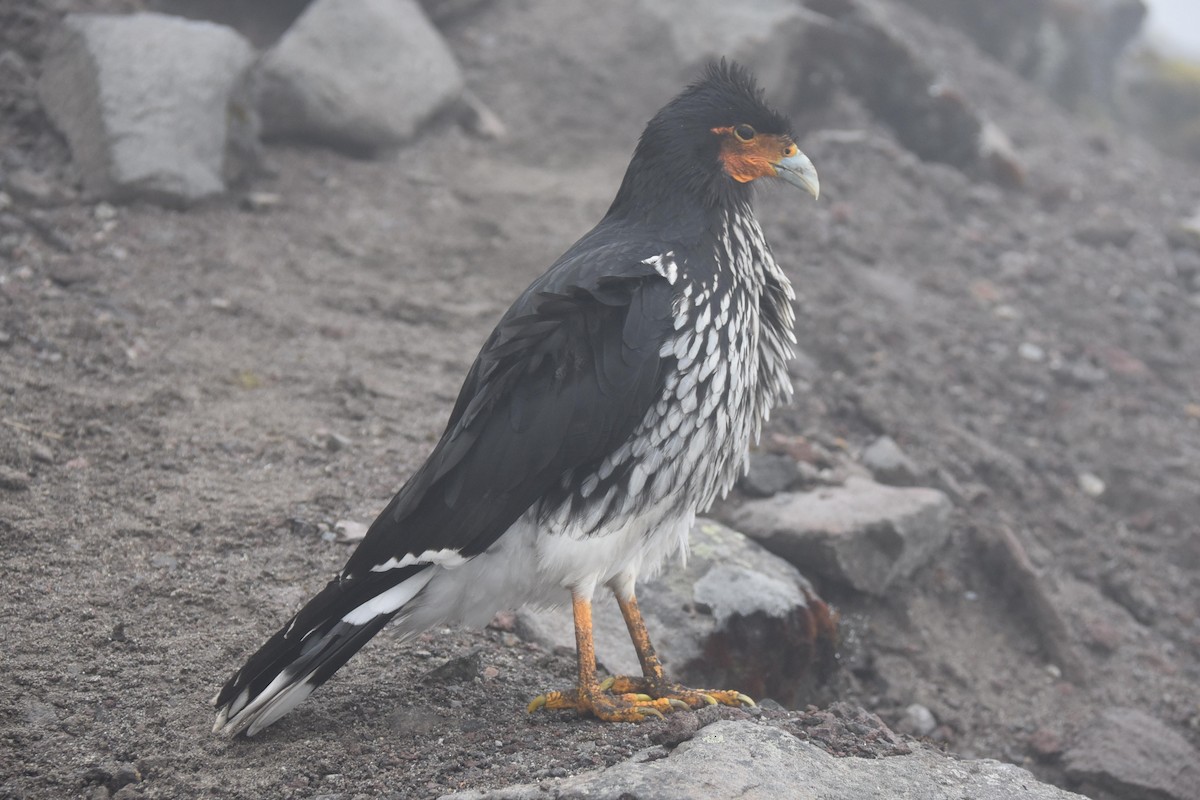 Carunculated Caracara - ML637297540