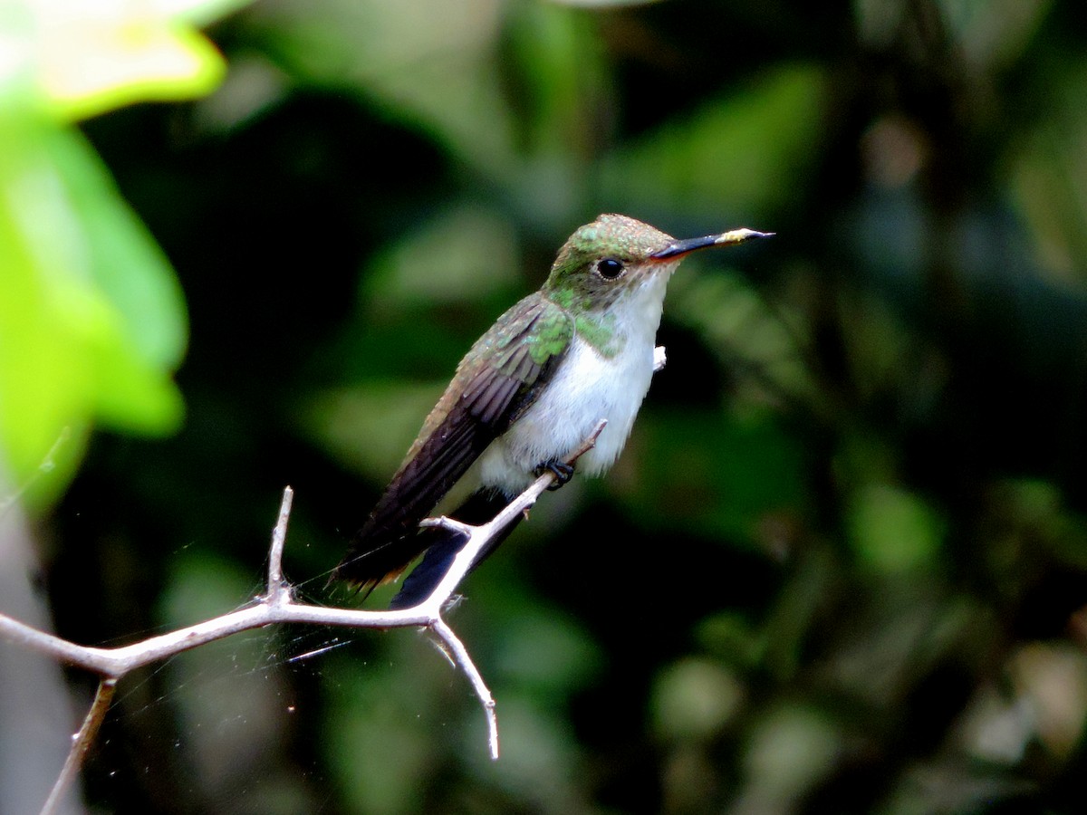 White-bellied Emerald - ML637297563