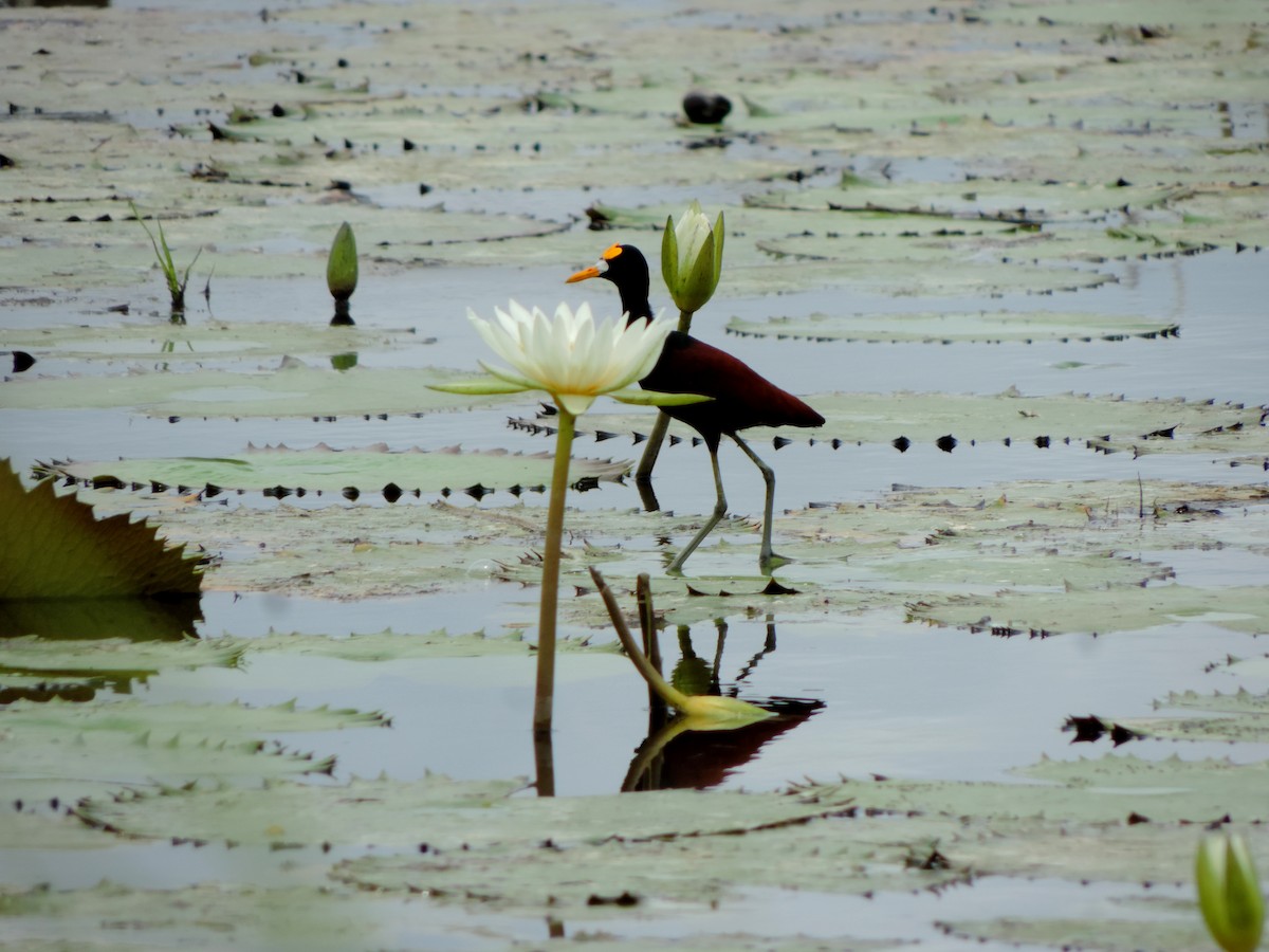 Northern Jacana - ML637297577