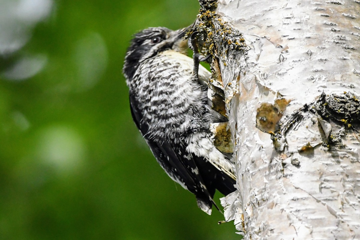 American Three-toed Woodpecker - ML637297612